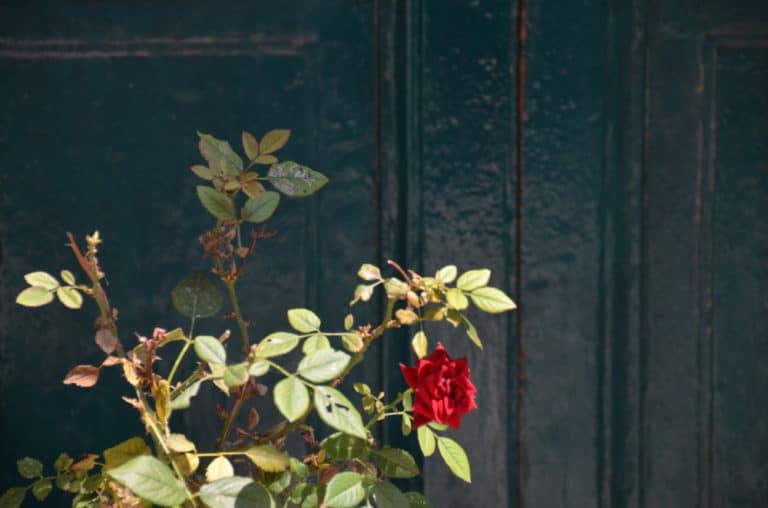 Scilla – red rose, July 2015 (Calabria)
