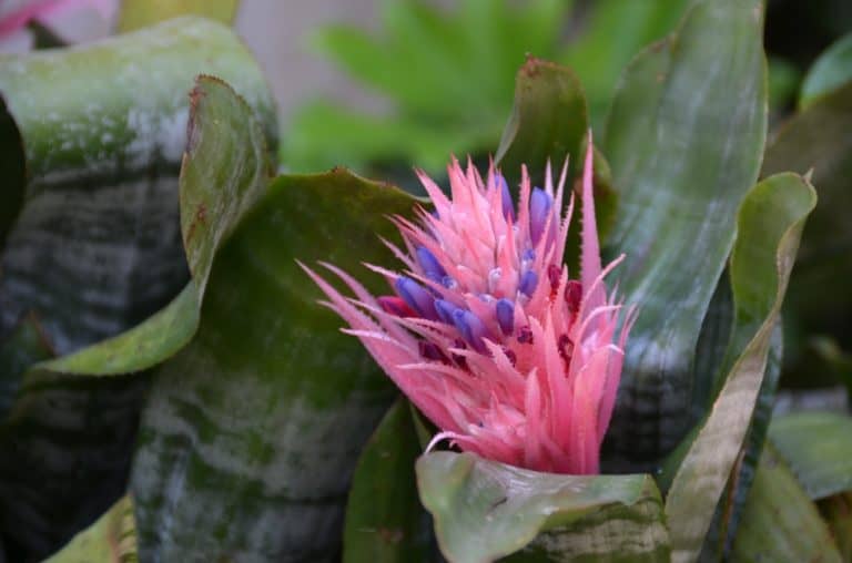 Scilla – fiore, Luglio 2015 (Calabria)