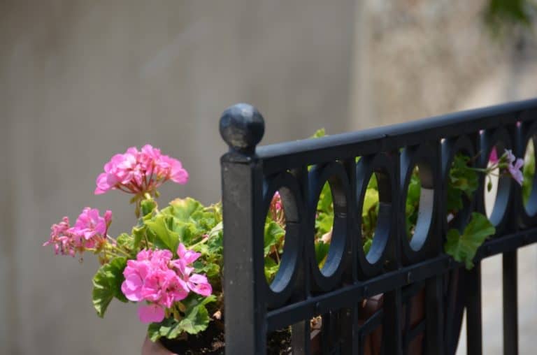 Scilla – fine della recinzione, Luglio 2015 (Calabria)