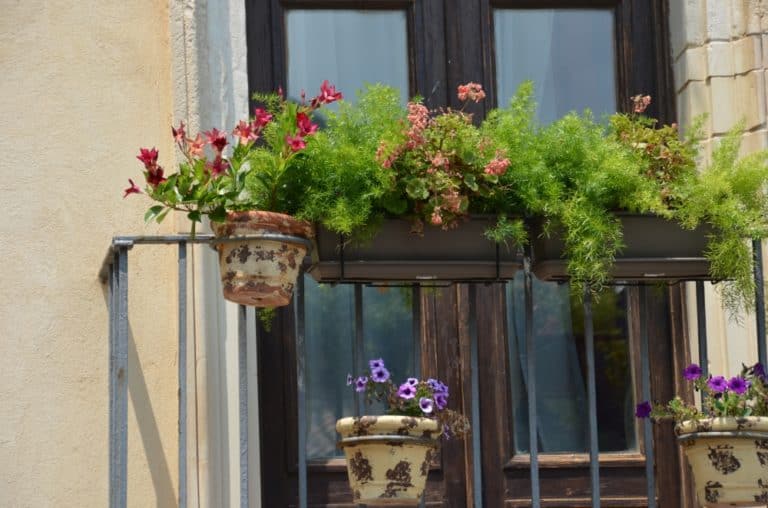 Scilla – window with plants, July 2015 (Calabria)