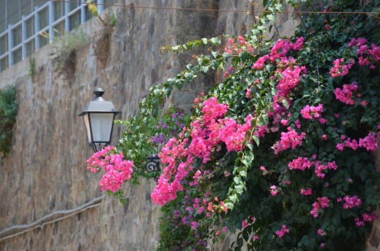 Scilla – pink flowers and lamp, July 2015 (Calabria)