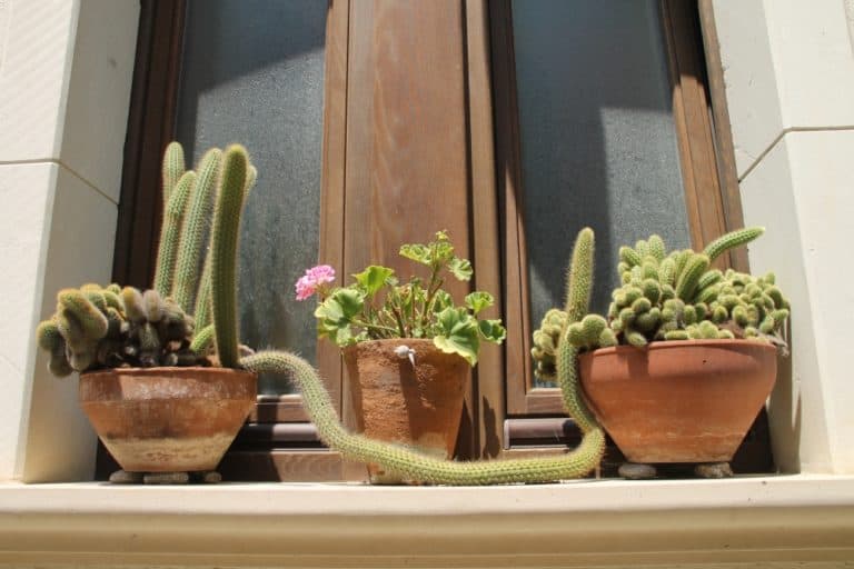 Scilla – cactus, July 2015 (Calabria)