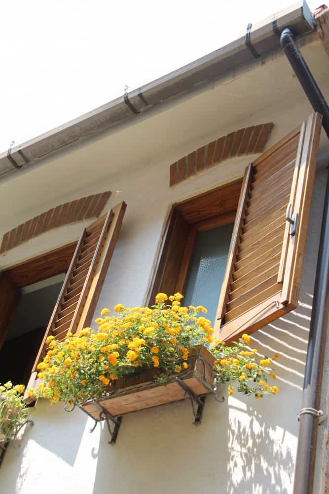 Scilla – yellow flowers, July 2015 (Calabria)