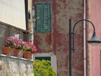 Scilla – pink flowers and lamp, July 2015