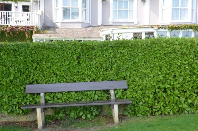 England, Isle of Wight – bench, Sept.2014 (Isle of Wight)