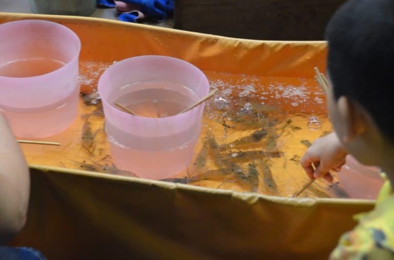 Shilin market – shrimps, May 2015 (Taipei)