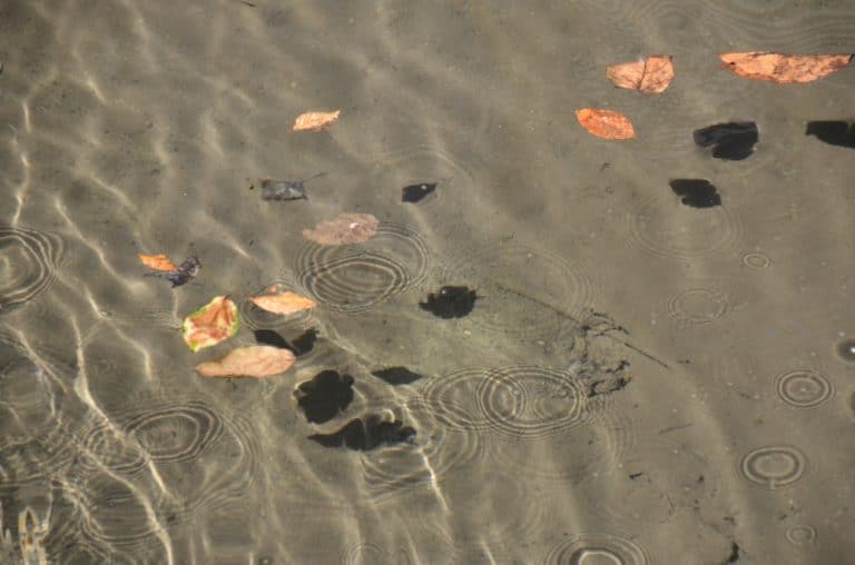 Shirakawago – water, Mar.2016 (Gifu)