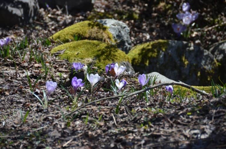 Shirakawago – flowers, Mar.2016 (Gifu)