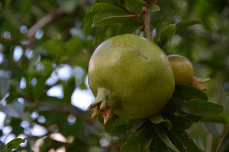 Croazia, Sibenico – frutta, lug. 2014 (Sibenico)