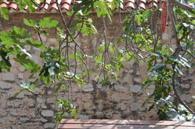 Croazia, Sibenico – difficile sedersi, lug. 2014 (Sibenico)