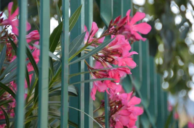 Croazia, Sibenico – fiori rosa, lug. 2014 (Sibenico)