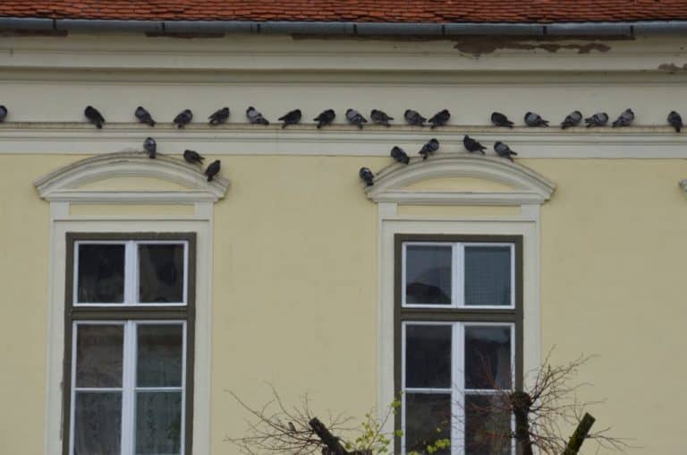 Romania, Sibiu – pigeons, Apr.2014 (Sibiu)