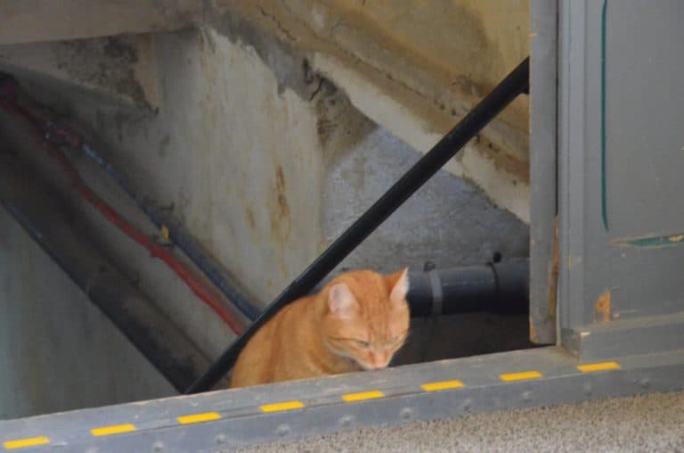 Romania, Sibiu – cat, Apr.2014 (Sibiu)