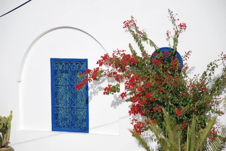 Tunisia, Sidi Bou Said – flowers, Dec. 2008 (Tunis)