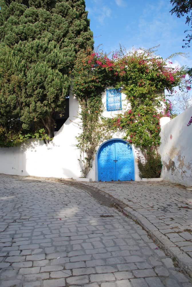Tunisia, Sidi Bou Said – ivy, Dec. 2008 (Tunis)