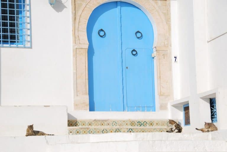 Tunisia, Sidi Bou Said – three cats, Dec. 2008 (Tunis)