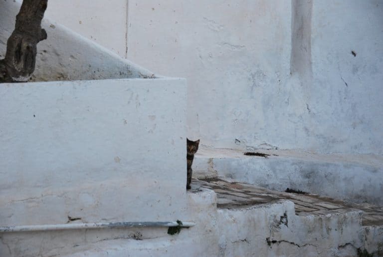Tunisia, Sidi Bou Said – white wall and cat, Dec. 2008 (Tunis)