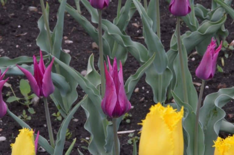 Romania, Sighisoara – tulips, Apr. 2014 (Sighisoara)