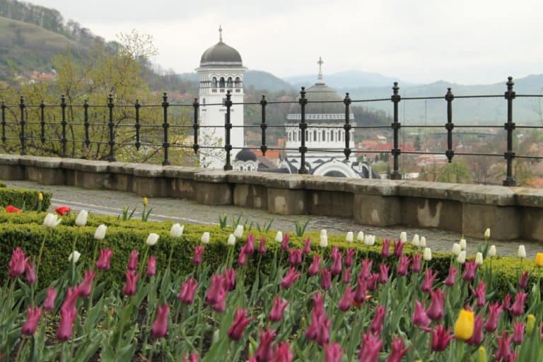 Romania, Sighisoara – tulips and church, Apr. 2014 (Sighisoara)