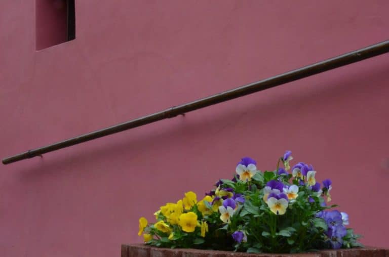 Romania, Sighisoara – flowers and pink wall, Apr. 2014 (Sighisoara)