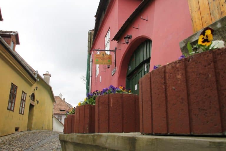 Romania, Sighisoara – pansy, Apr. 2014 (Sighisoara)