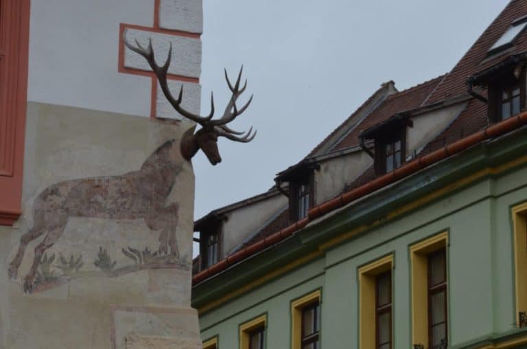 Romania, Sighisoara – deer, Apr. 2014 (Sighisoara)