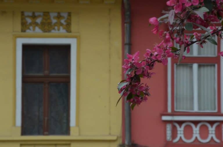Romania, Sighisoara – windows and blossoms, Apr. 2014 (Sighisoara)