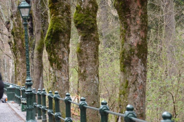 Romania, Sinaia – avenue, Apr. 2014 (Sinaia)