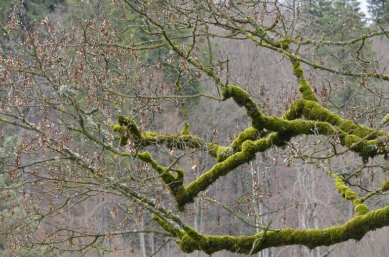 Romania, Sinaia – green branches, Apr. 2014 (Sinaia)