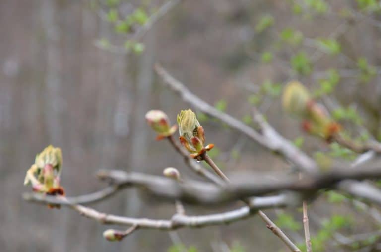 Romania, Sinaia – buds, Apr. 2014 (Sinaia)