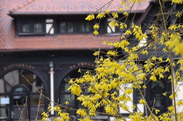 Romania, Sinaia – yellow, Apr. 2014 (Sinaia)