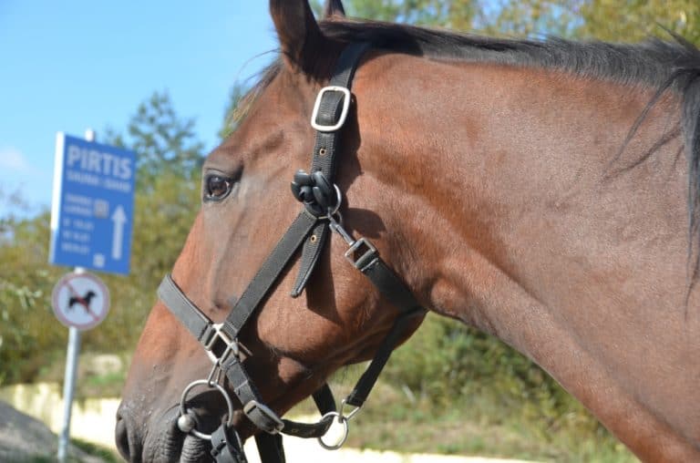 Lituania, Smiltyne – cavallo, sett. 2014 (Klaipeda)
