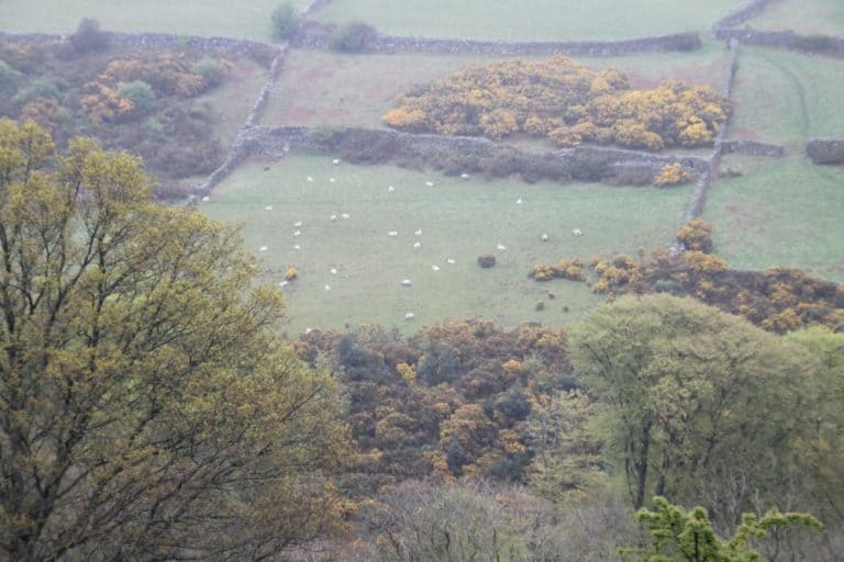 Isle of Man, Snaefell – sheep, May 2014 (Isle of Man)