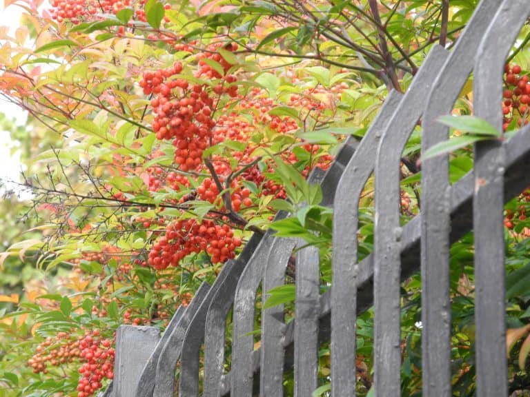 Solferino – fence, Oct.2017 (Lombardia)