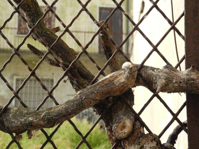 Solferino – entwined branches, Oct.2017 (Lombardia)