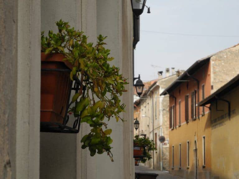 Solferino – plants and street, Oct.2017 (Lombardia)
