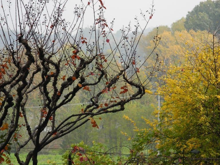 Solferino – autumn scene, Oct.2017 (Lombardia)
