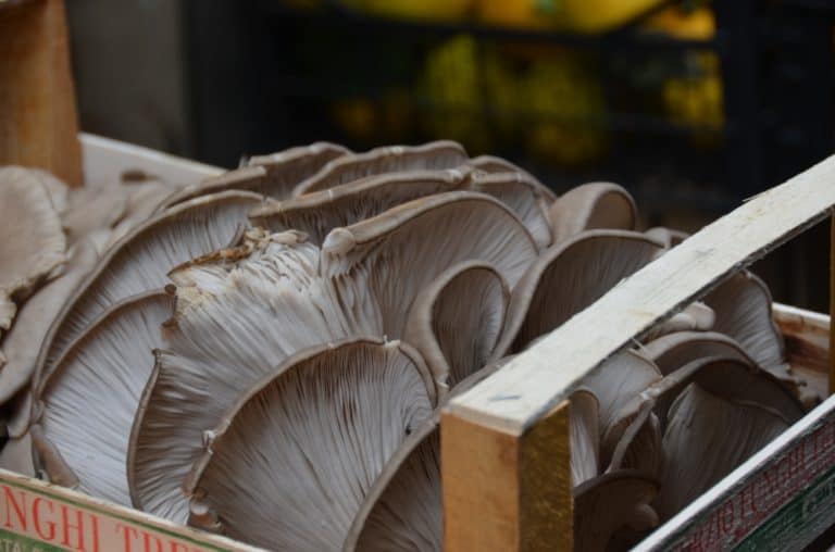 Sorrento – funghi, Ott.2015 (Costiera Amalfitana)