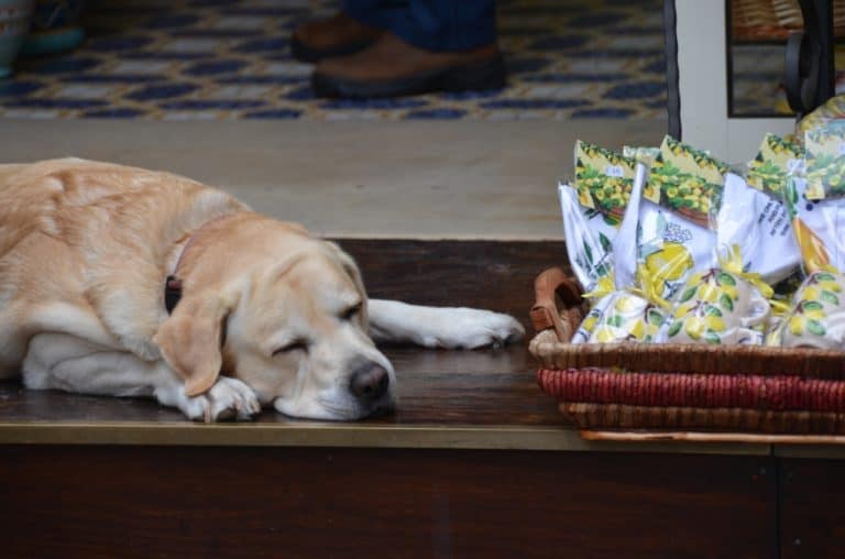 Sorrento – cane, Ott.2015 (Costiera Amalfitana)