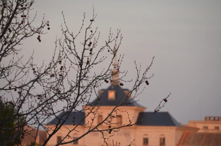 Spain, Toledo – branches, Mar. 2014 (Toledo)