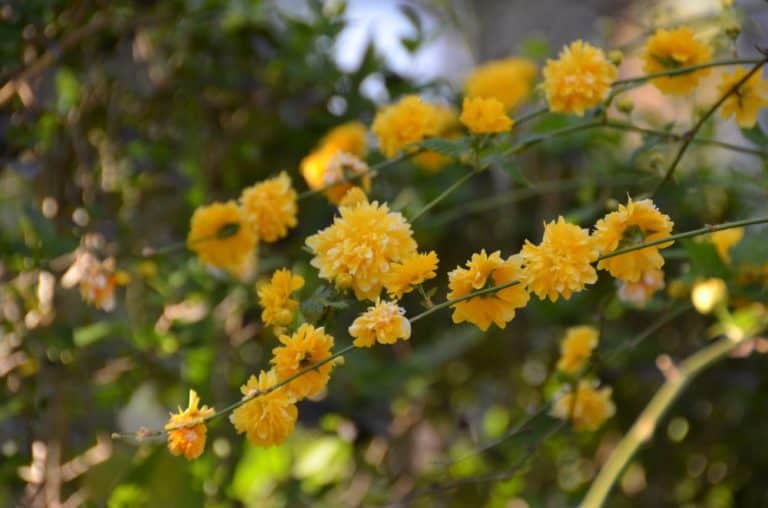 Spagna, Toledo – fiori gialli, mar. 2014 (Toledo)