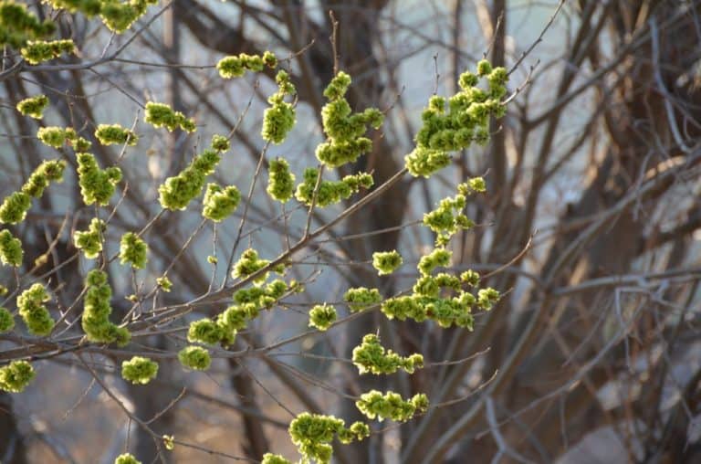 Spain, Toledo – fresh green, Mar. 2014 (Toledo)