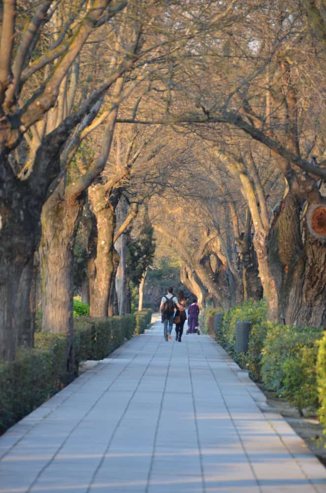 Spain, Toledo – tunnel of trees, Mar. 2014 (Toledo)