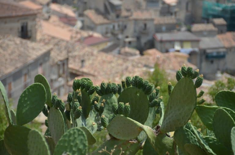 Stilo – cactus e città, Luglio 2015 (Calabria)