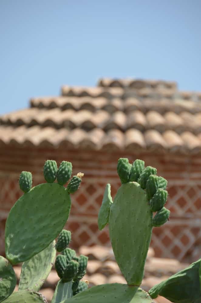 Stilo – cactus e tetto, Luglio 2015 (Calabria)