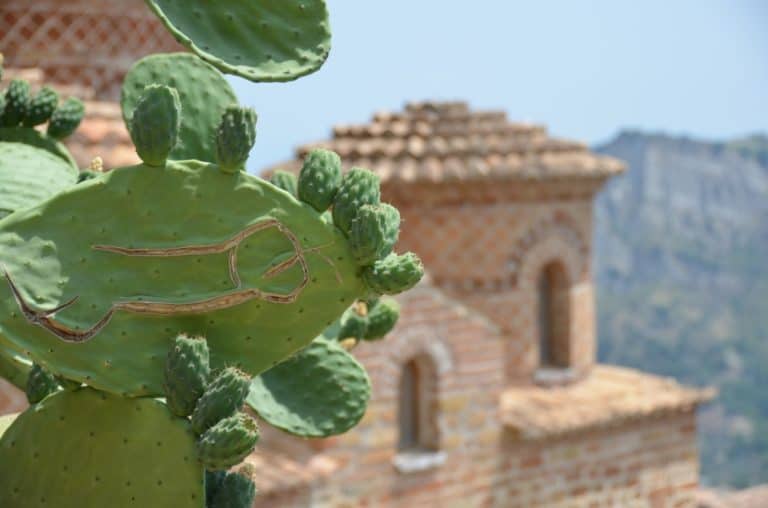 Stilo – cactus, Luglio 2015 (Calabria)