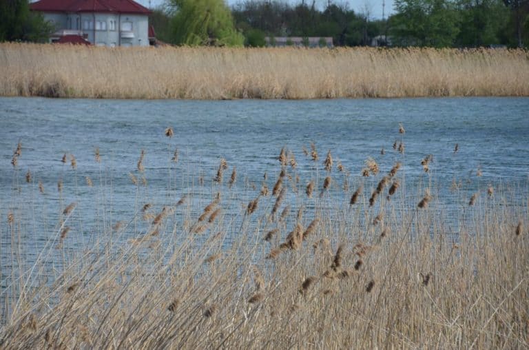 Romania, Snagov – lago, apr. 2014 (Bucarest)