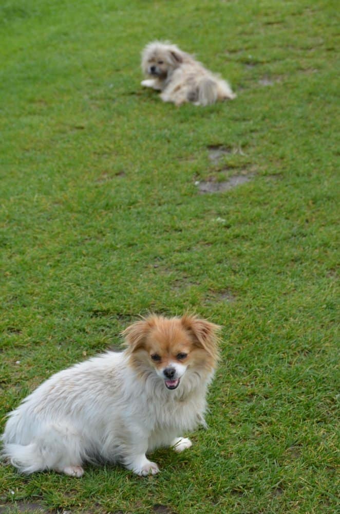 Romania, Sunagov – dogs, Apr. 2014 (Bucarest)