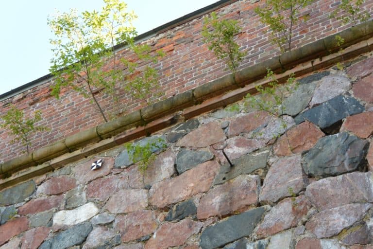 Suomenlinna – piante sul muro, Agosto 2015 (Helsinki)