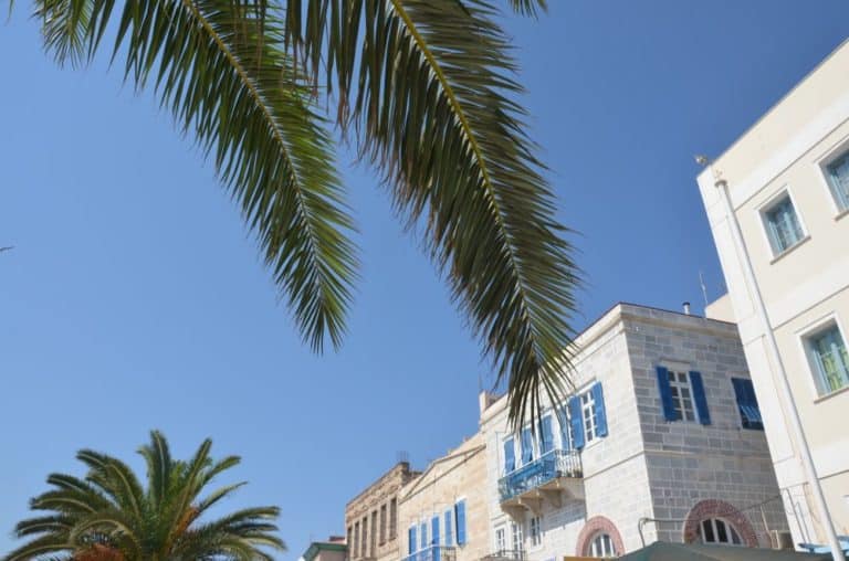 Grecia, Syros, Ermopoli – rami della palma, settembre 2013 (Syros)